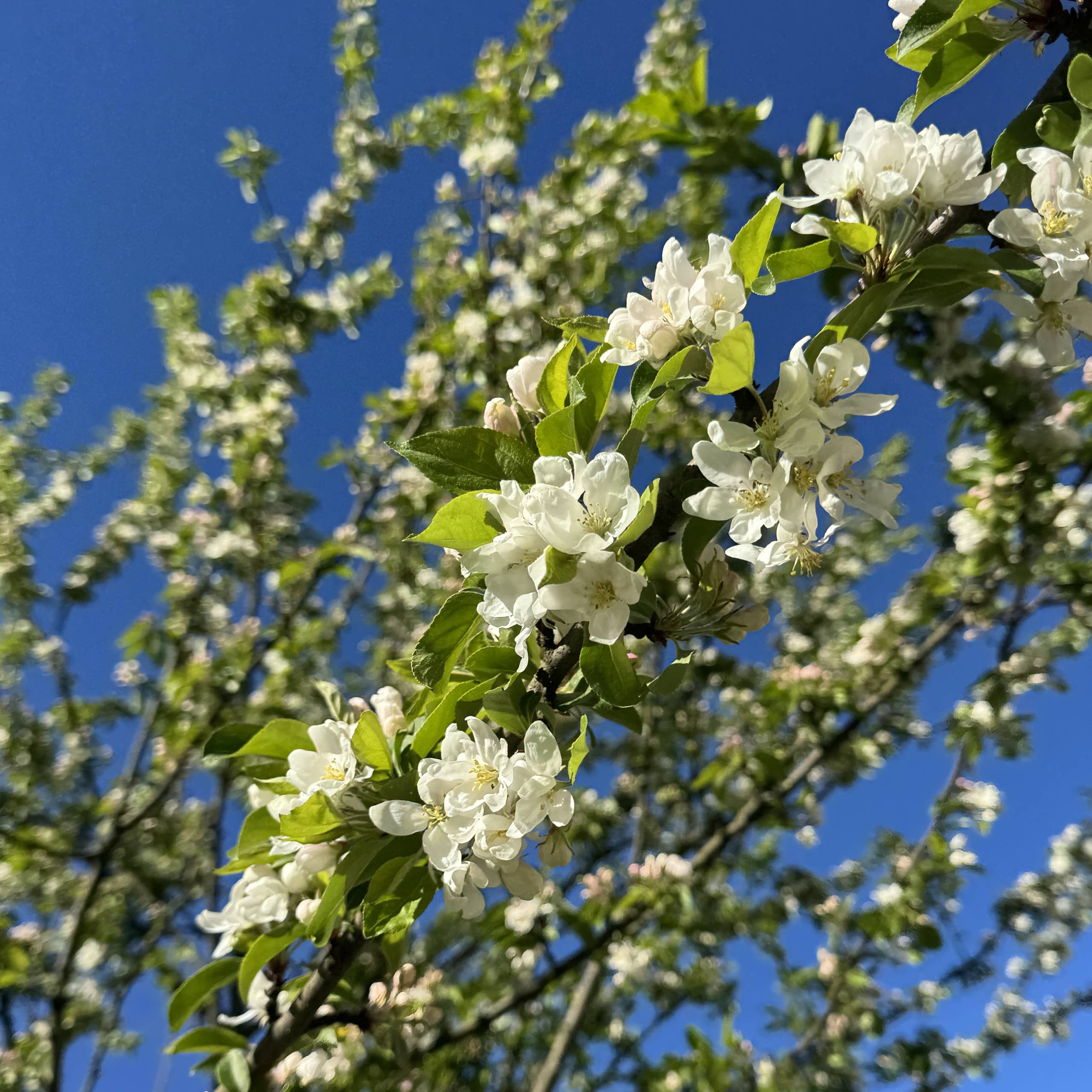 ❣️Vilde & Emil gifter seg❣️